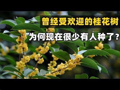 桂花樹 風水|風水桂花：化解小人秘技